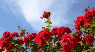 Чем подкормить розы весной для пышного цветения в саду