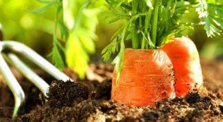 Как правильно сажать морковь для получения высокого урожая