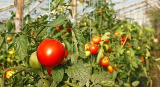 Чем подкормить помидоры в теплице