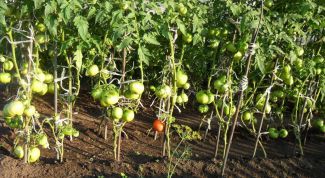Когда высаживать рассаду томатов в грунт в 2018 году