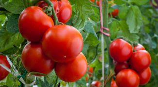 Как эффективно и экономно подкормить помидоры