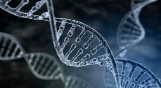 Ген, геном, хромосома: определение, структура, функции