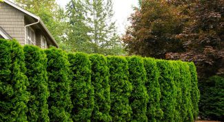 Вечнозеленые кустарники: применение в ландшафтном дизайне