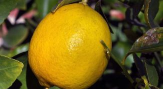 Как улучшить сон с помощью лимона