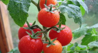 Как нужно правильно поливать помидоры