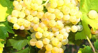 Сорт винограда «Виорика»: описание, характеристика, особенности выращивания