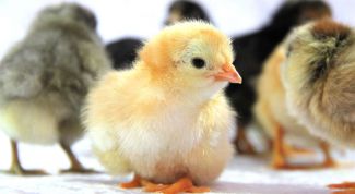 Как лечить кокцидиоз у цыплят