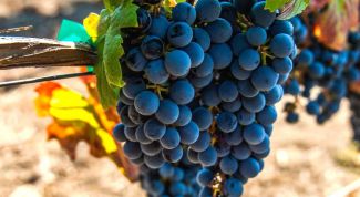 Виноград «Мальбек»: характеристика и описание сорта