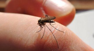Как унять зуд от укуса комара