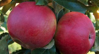 Особенности посадки и ухода за яблоней сорта 