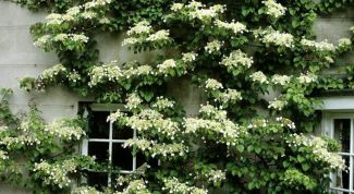 Гортензия черешковая: посадка и уход за садовой лианой