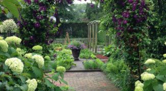 Как выбрать конструкцию и растения для садовой арки