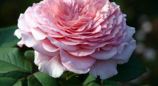 Розы Дэвида Остина: новые сорта английских роз