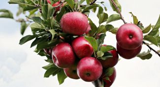 Описание колоновидных сортов яблонь