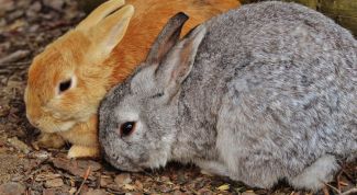 Миксоматоз у кроликов: причины, симптомы, лечение и профилактика