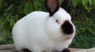 Калифорнийский кролик: разведение и содержание, уход и кормление
