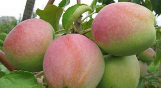 Яблоня «Северный синап»: описание сорта, агротехника выращивания