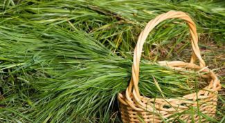 Трава зубровка: полезные свойства, противопоказания