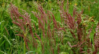 Овсяница красная: уход и выращивание газонной травы