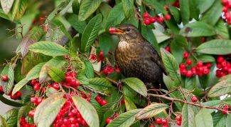 Как защитить ягоды от птиц