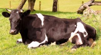 Кетоз у коров: симптомы, лечение и профилактика