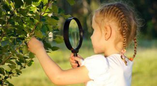 Процесс фотосинтеза: кратко и понятно и для детей