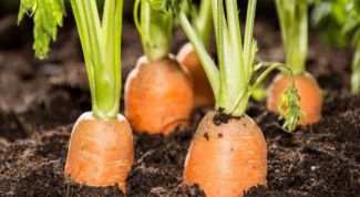 Как поливать морковь в течение всего сезона