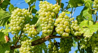 Сорт винограда «Восторг»: характеристики и описание сорта
