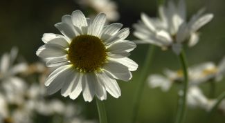 Как белый цветок ромашки стал символом доброты и милосердия