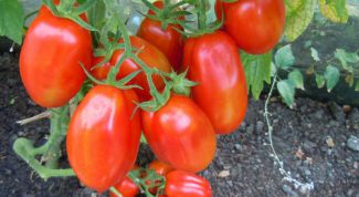 Чем подкормить помидоры в июле