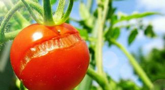 Почему растрескиваются помидоры