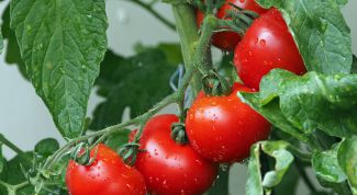 Чем подкормить помидоры в августе в теплице