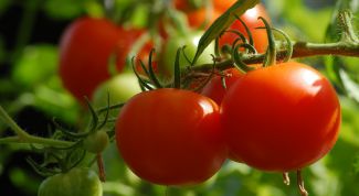 Чем подкормить помидоры, чтобы быстрее краснели