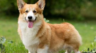 Порода собак корги: описание, отзывы, цены