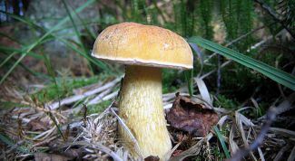 Горчак: что это за гриб и можно ли его есть?
