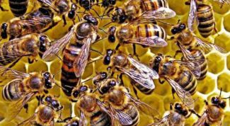 Все о пчеломатках: характеристика, виды, вывод, этапы развития