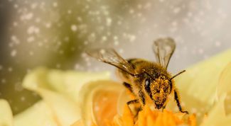 Что такое пчелиная перга и чем она полезна