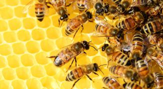 Чудо-лекарство: настойка пчелиного подмора