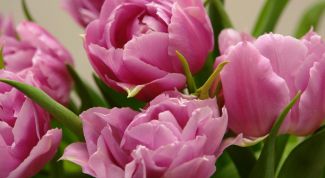 Когда сажать тюльпаны к 8 марта в домашних условиях