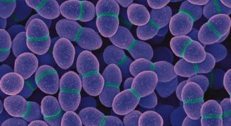 Enterococcus faecalis: что это такое, симптомы и лечение