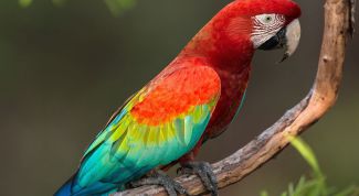Говорящий попугай: как быстро научить птицу разговаривать?