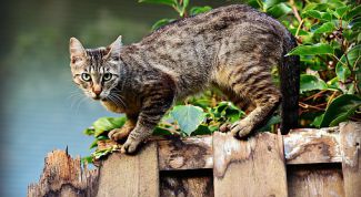 Коты: 22 удивительных факта