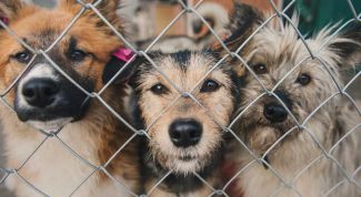 10 пород собак, которые чаще других оказываются на улице или в приюте