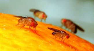 Как избавиться от фруктовой мухи