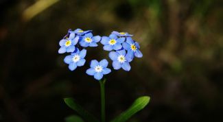 Незабудка: символизм и магические свойства цветка