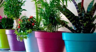 Как обеспечить влажность комнатным растениям на время отъезда