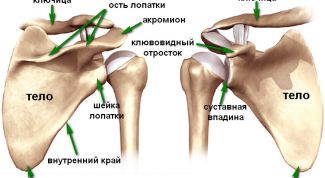 Строение плечевой кости