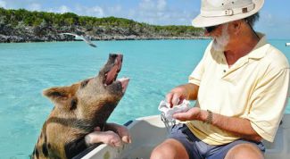 С кем еще поплавать свиньям на Багамах?