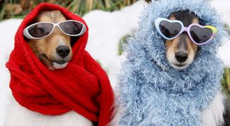 Как ухаживать за домашними животными зимой