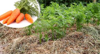 Как получить хороший урожай моркови